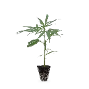 Steckling Turicum o.T..webp