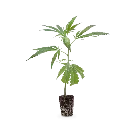 Steckling Aravia o.T..webp