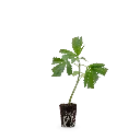 Steckling Basila o.T..webp