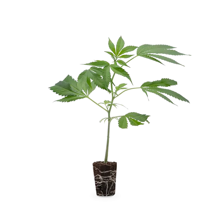 Steckling Berna o.Topf..webp