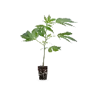 Steckling Berna o.Topf..webp