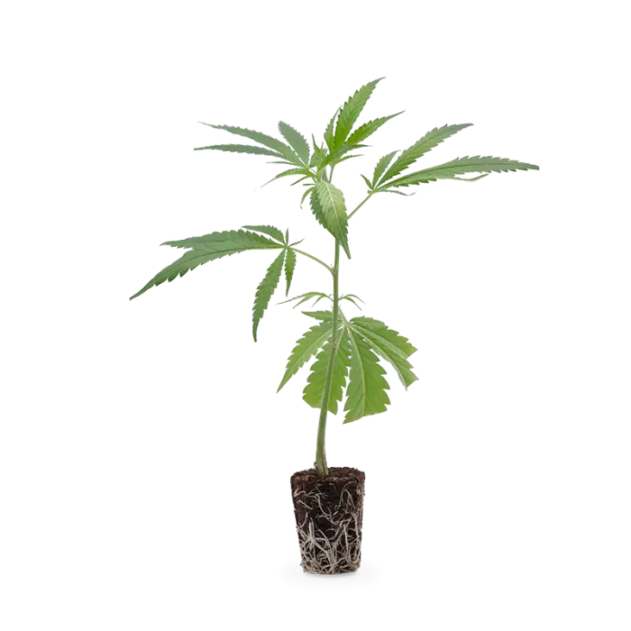 Steckling Aravia o.T..webp