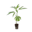 Steckling Aravia o.T..webp