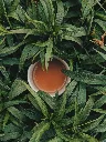 unsplash_Qaor6nxikUM_Tea.jpg.webp