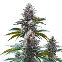 Blueberry-Kush-Regular.webp