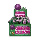lolli-bubblegum-x-purple-haze.webp