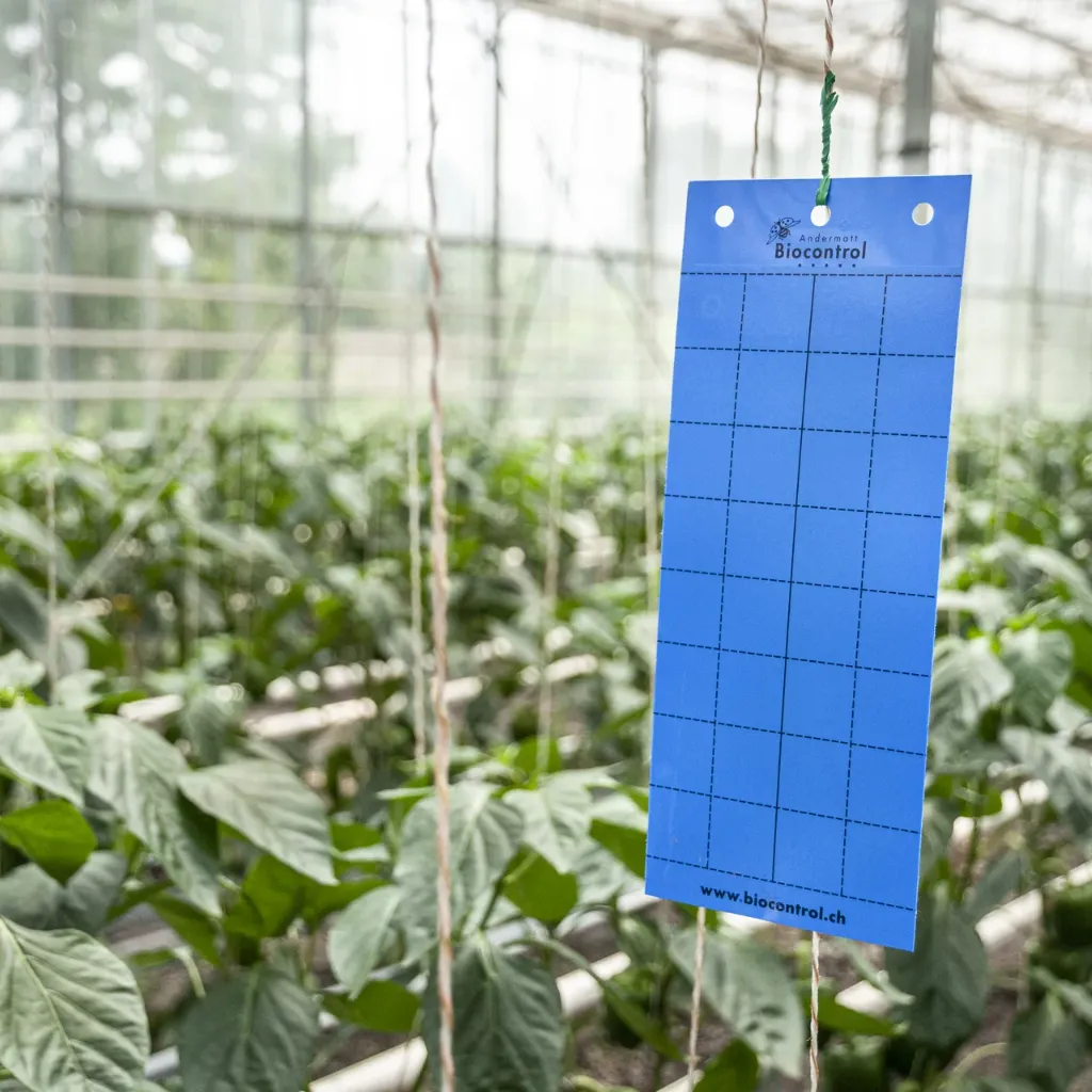 [55000600074] Catch-it Blaufallen (10 Stk./Pack)