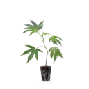 Aravia Fructus (Strawberry) Steckling