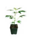 Aravia Fructus (Strawberry) Steckling