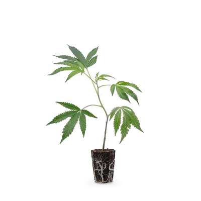 Berna Gravis (Mango Kush) Steckling