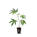 Berna Gravis (Mango Kush) Steckling