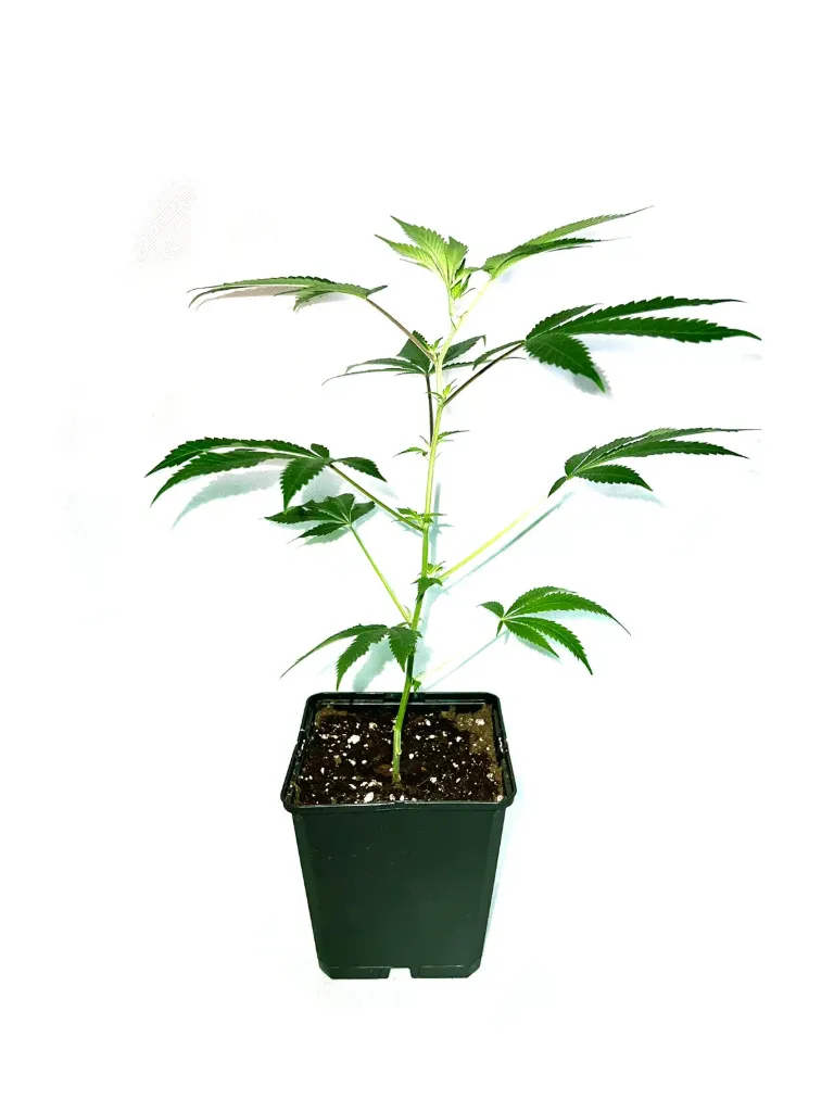 Berna Gravis (Mango Kush) Steckling