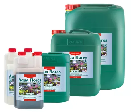 Canna Aqua Flores