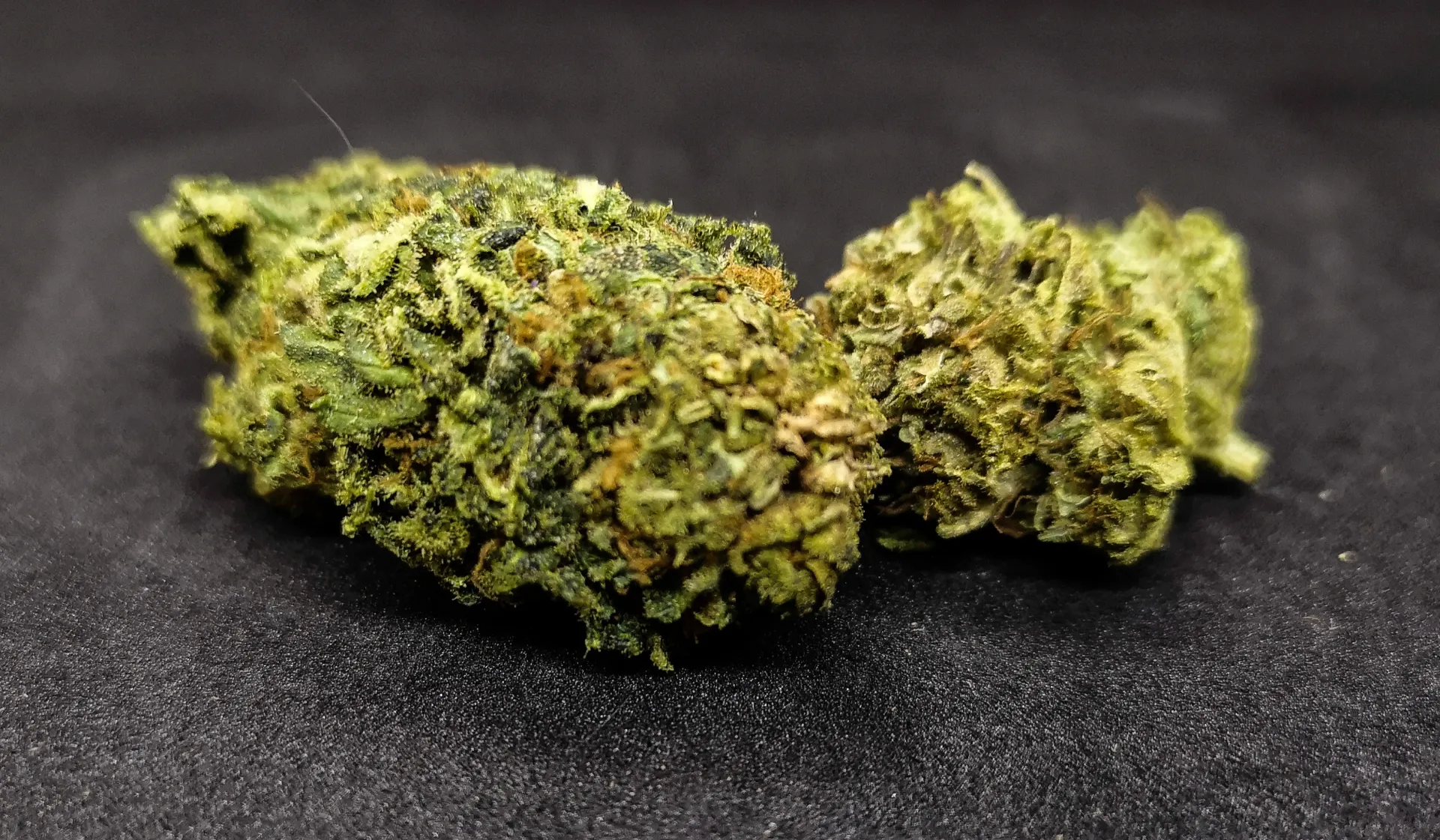 Basilia Suavis (Harlequinn)