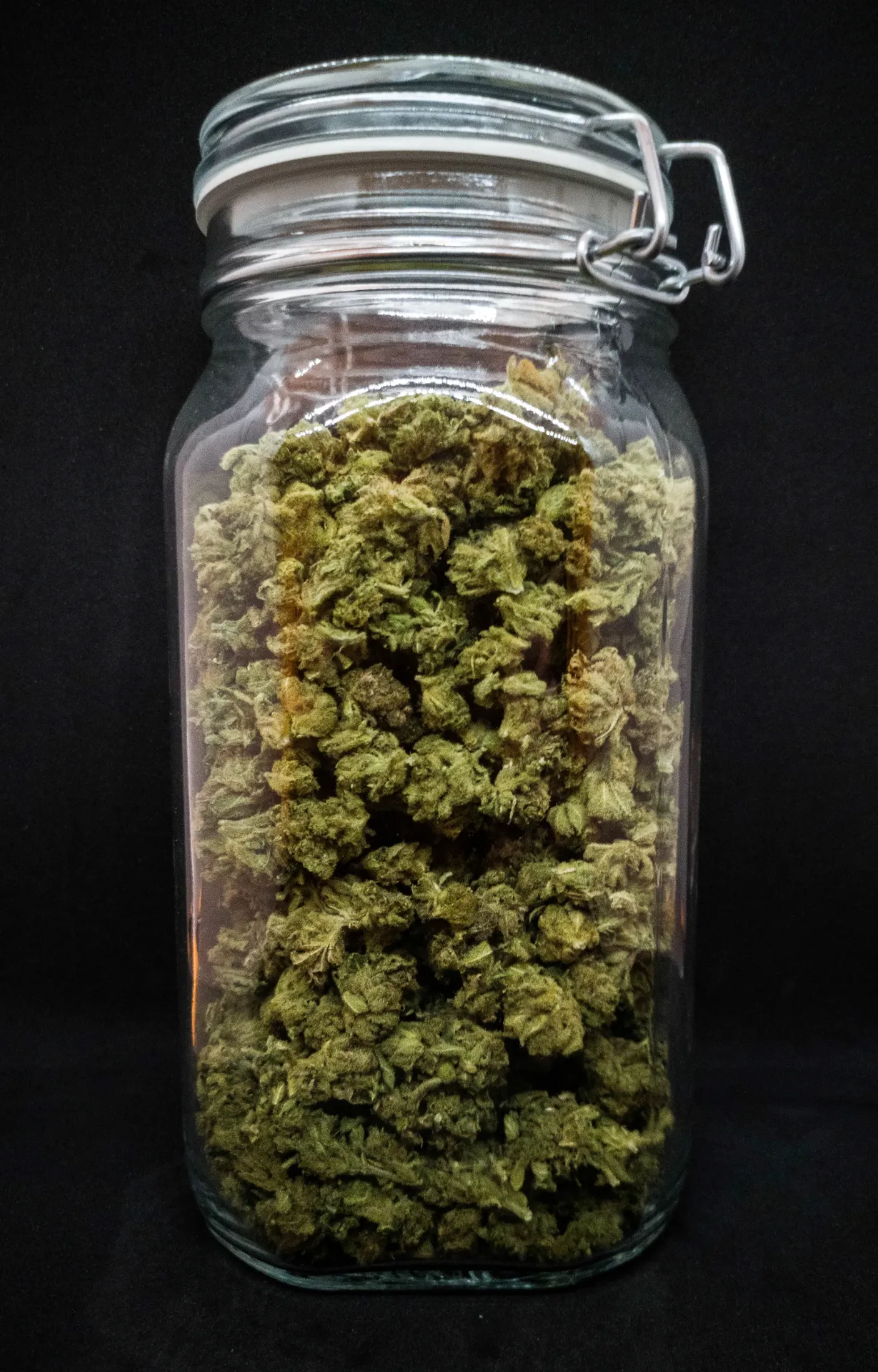 Basilia Suavis (Harlequinn)