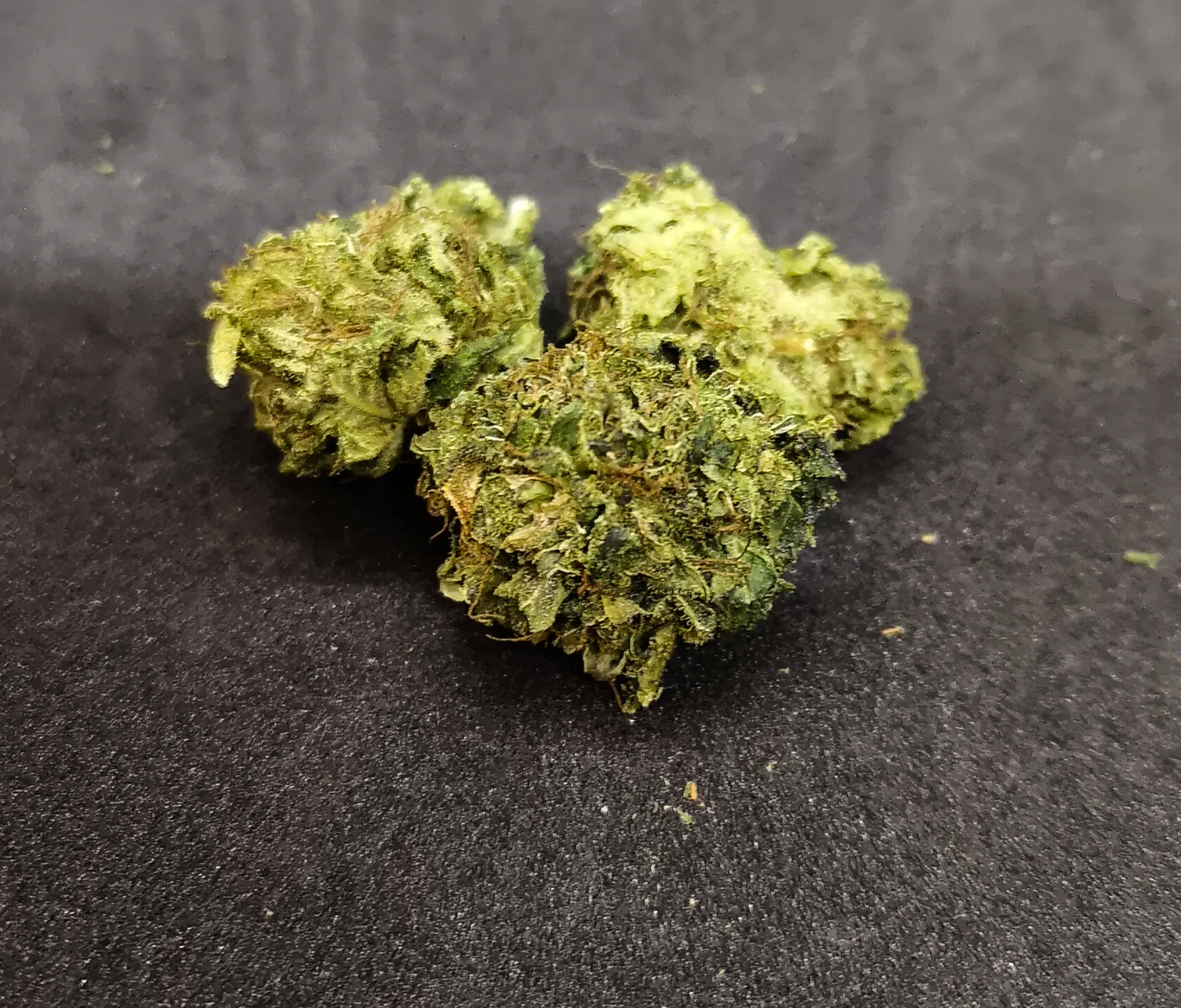 Berna Gravis (Mango Kush)