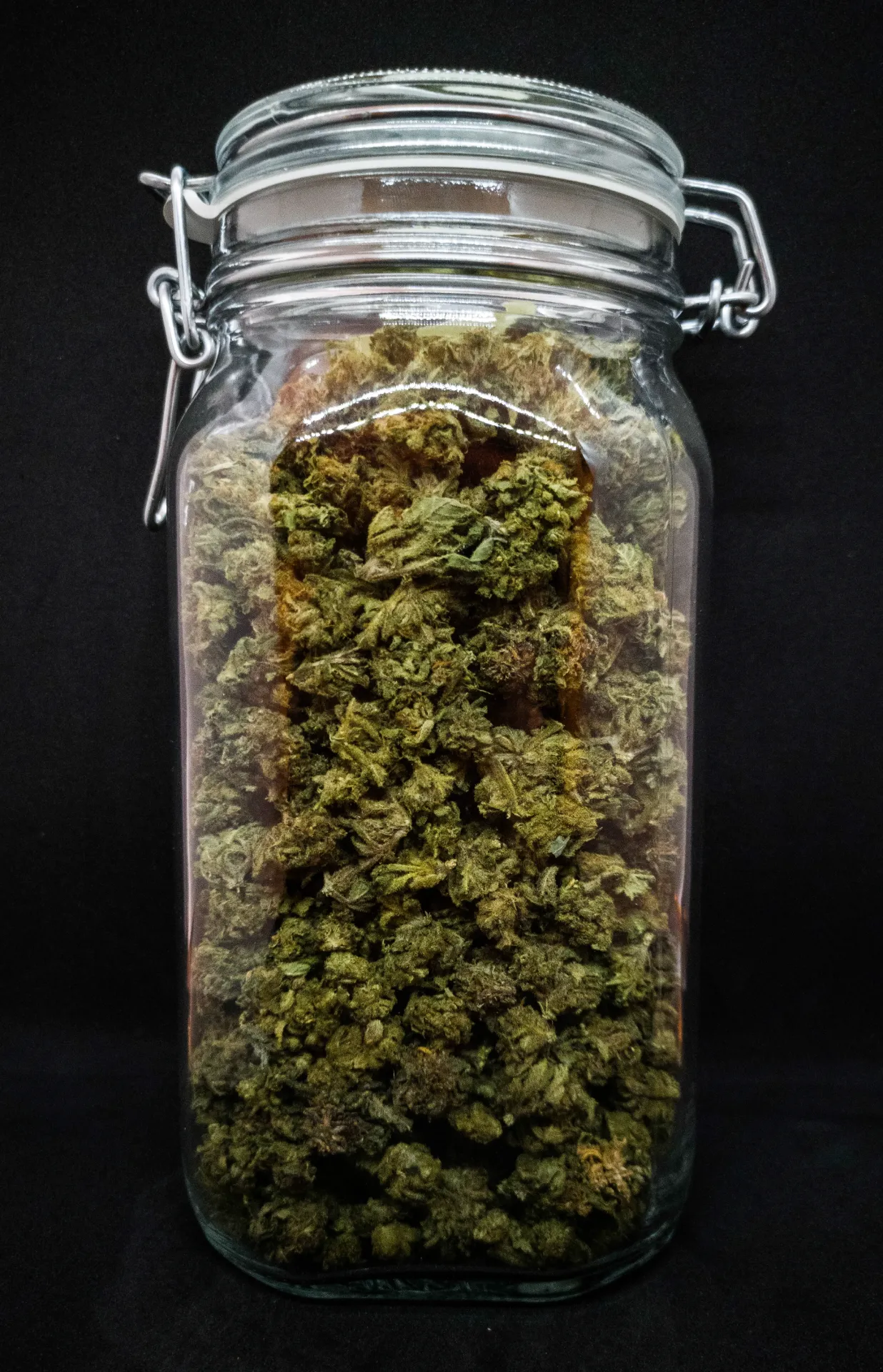 Berna Gravis (Mango Kush)