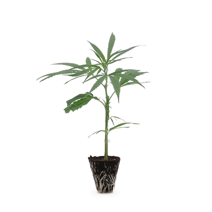 [7777779463] Turicum Fortis (V1) Steckling (Single)