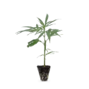 Turicum Fortis (V1) Steckling