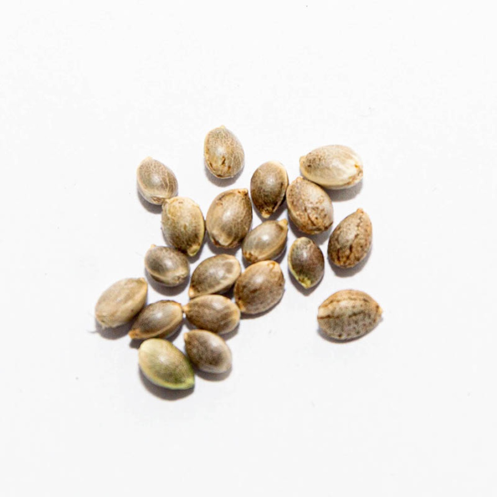 [BBG-BC1005-INFINITY] BBG CBD Samen Infinity 50 Stk