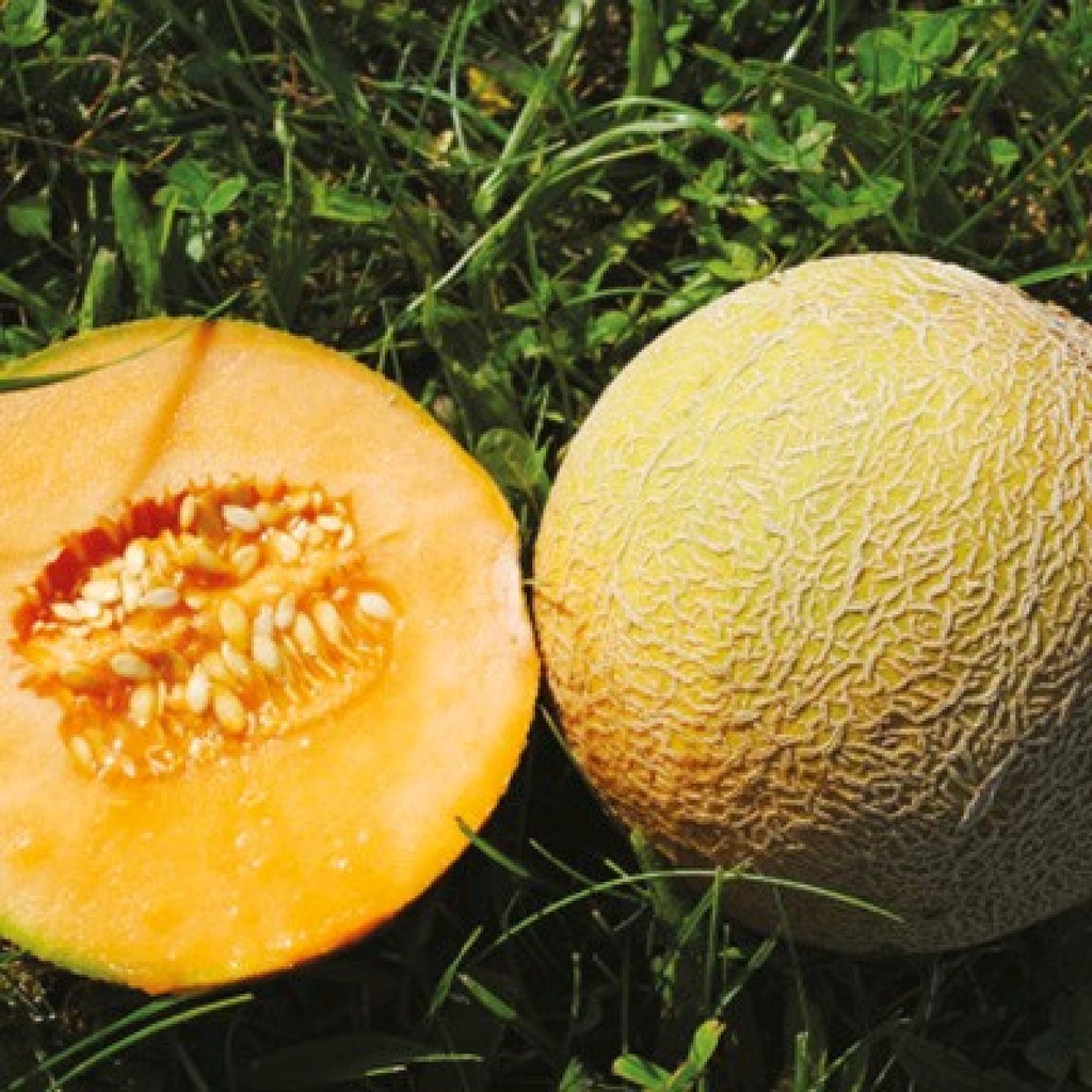 Zuckermelone Benary's Zuckerkugel