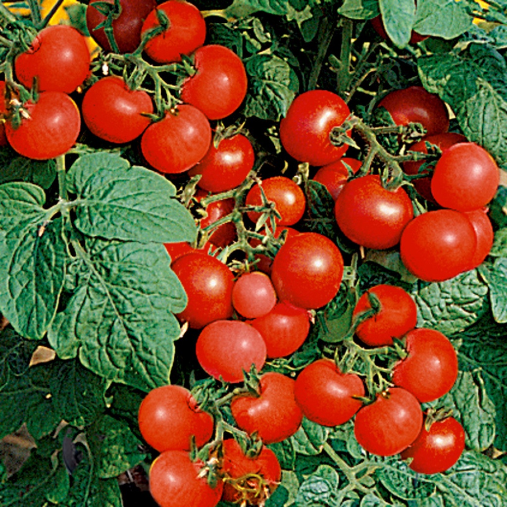 Balkontomate Bogus Fruchta KS