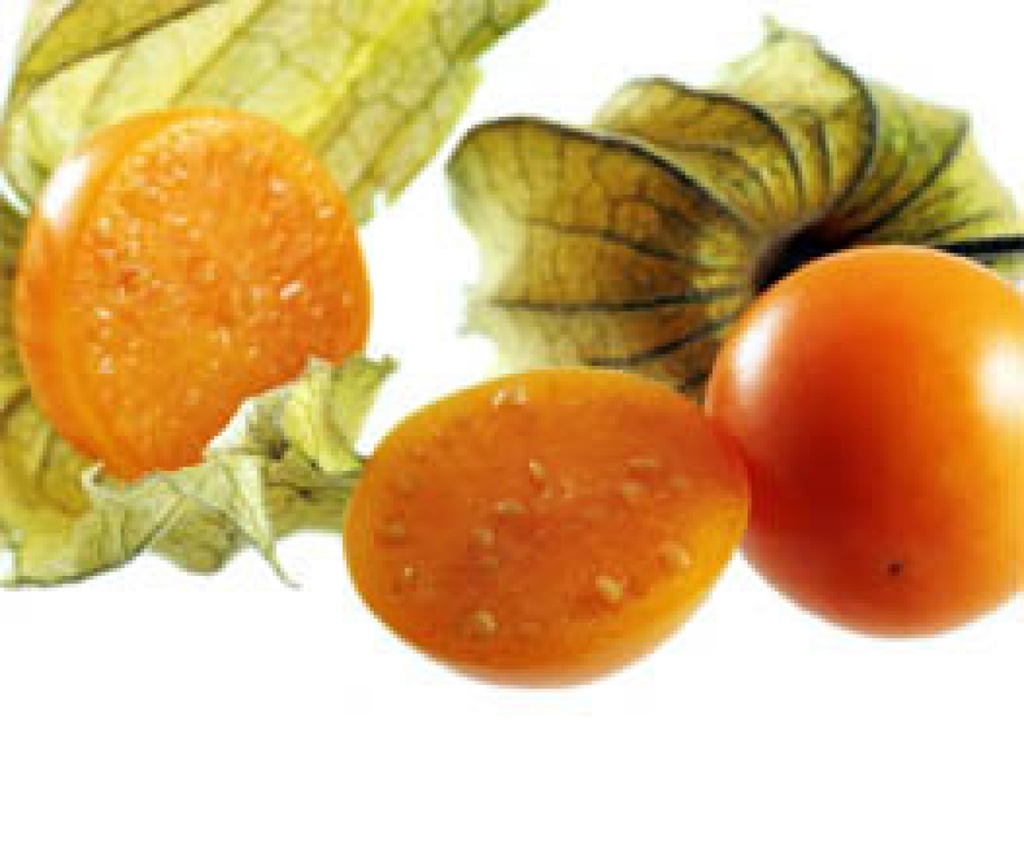 Physialis Schönbrunnergold