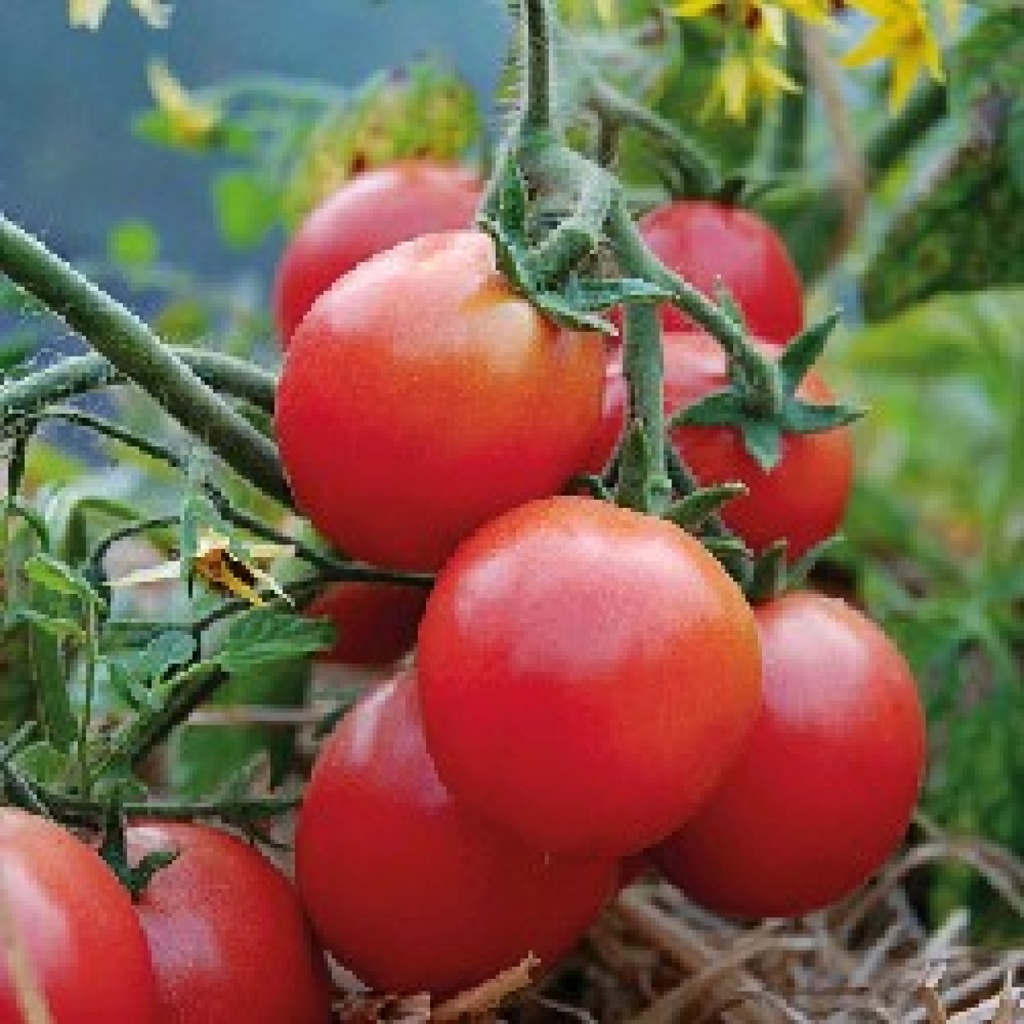 [SA-to44] Ampeltomate Himbeerfarbig