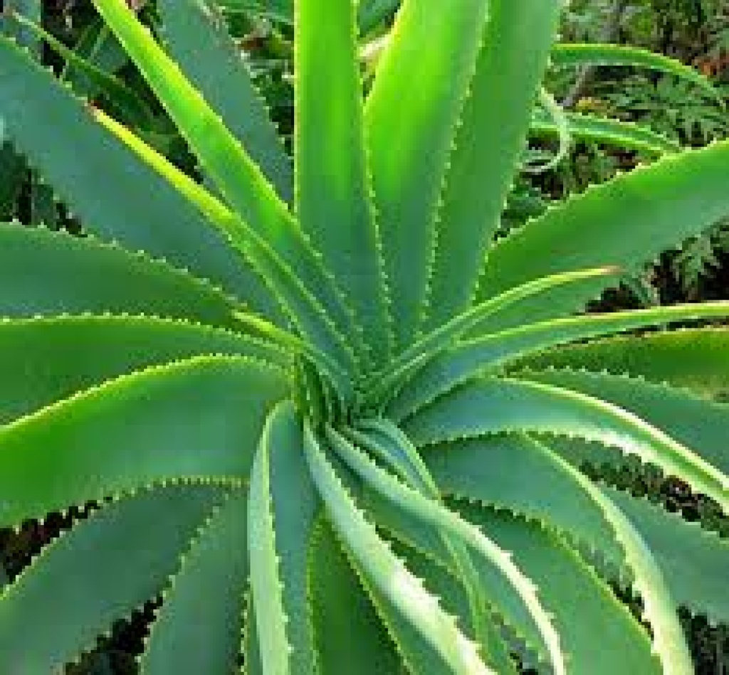 Tropica Aloevera