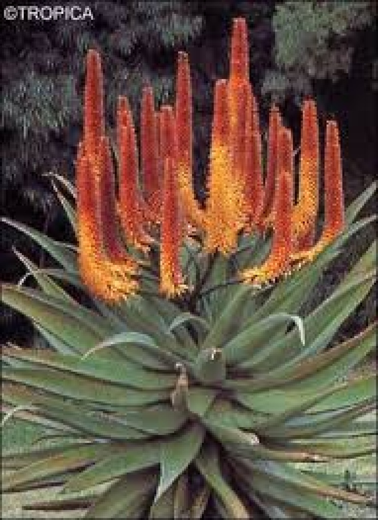 [TP-FEUALOE] Tropica Feuer Aloe