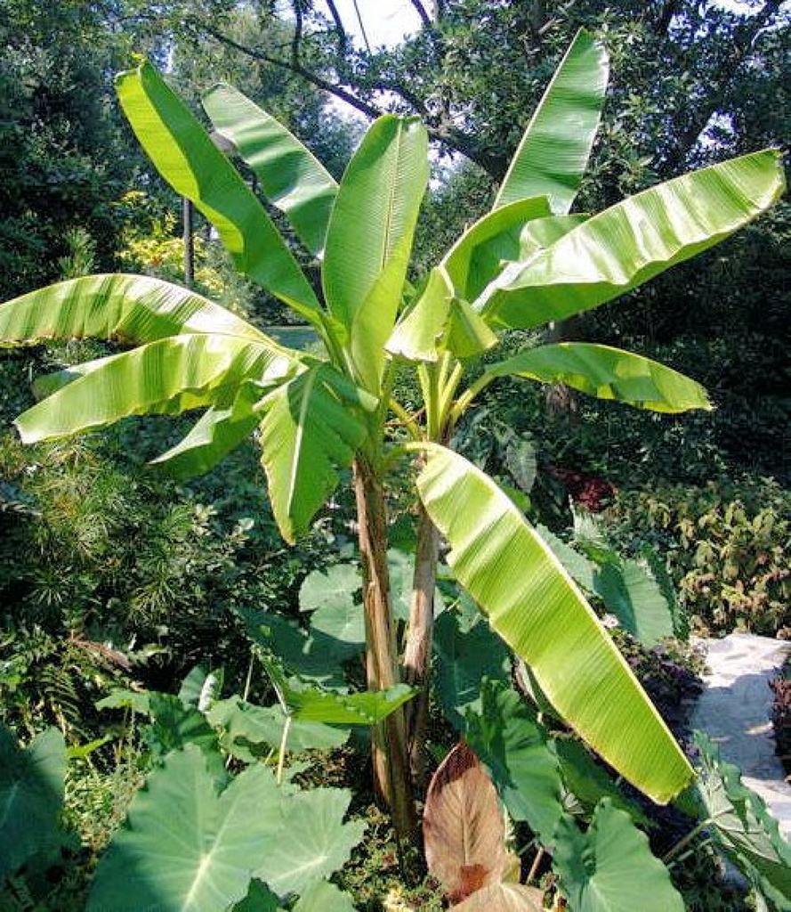 [TP-DARBAN] Darjeeling Banane