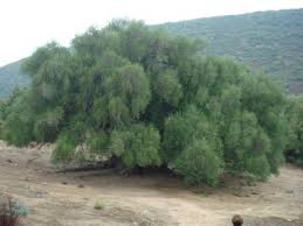 [TP-oeLBAUM] Tropica Öl Baum