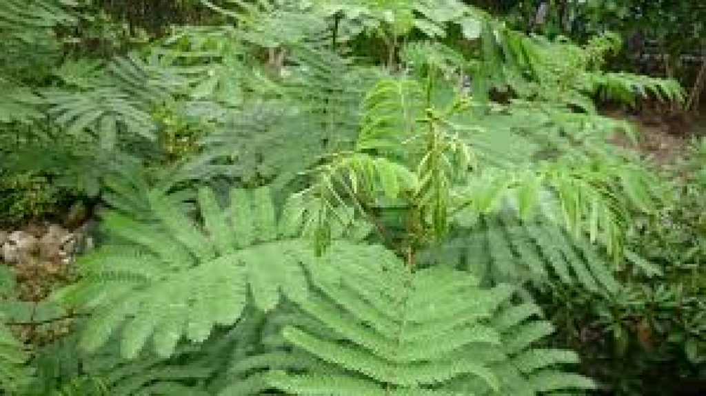 [TP-SCHBAUM] Tropica Schlafbaum