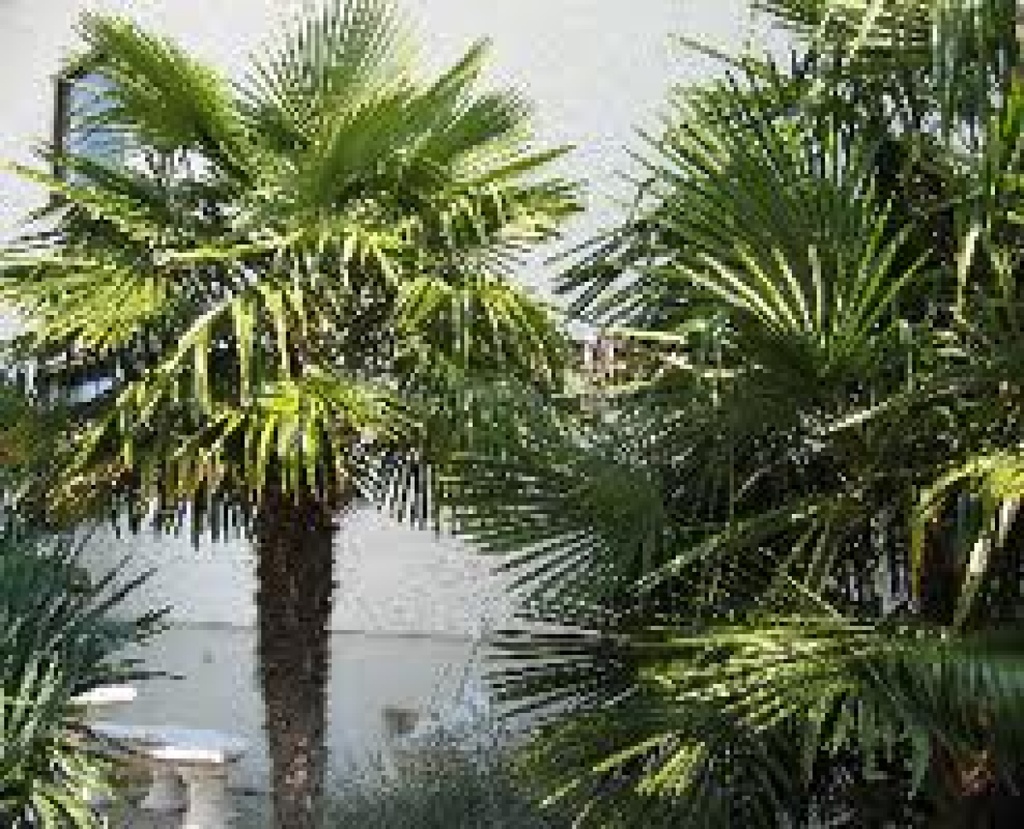 [TP-HANPAL] Tropica Hanf Palme