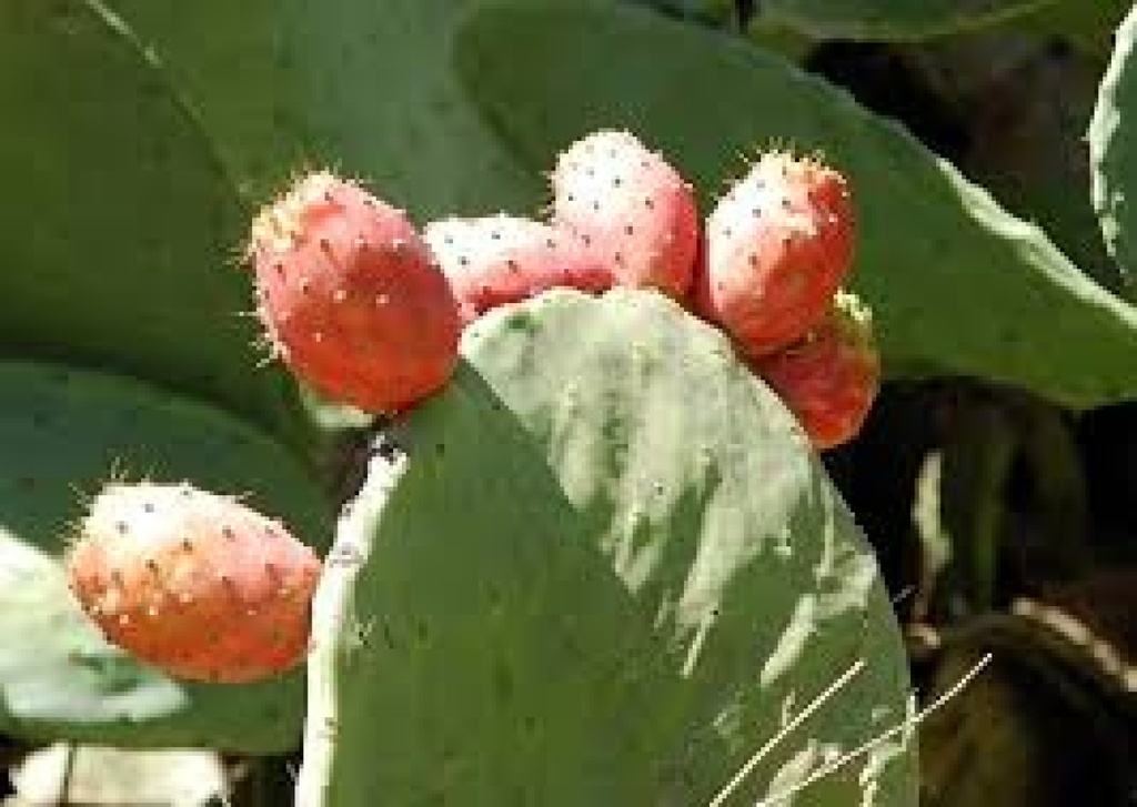 Tropica Feigenkaktus