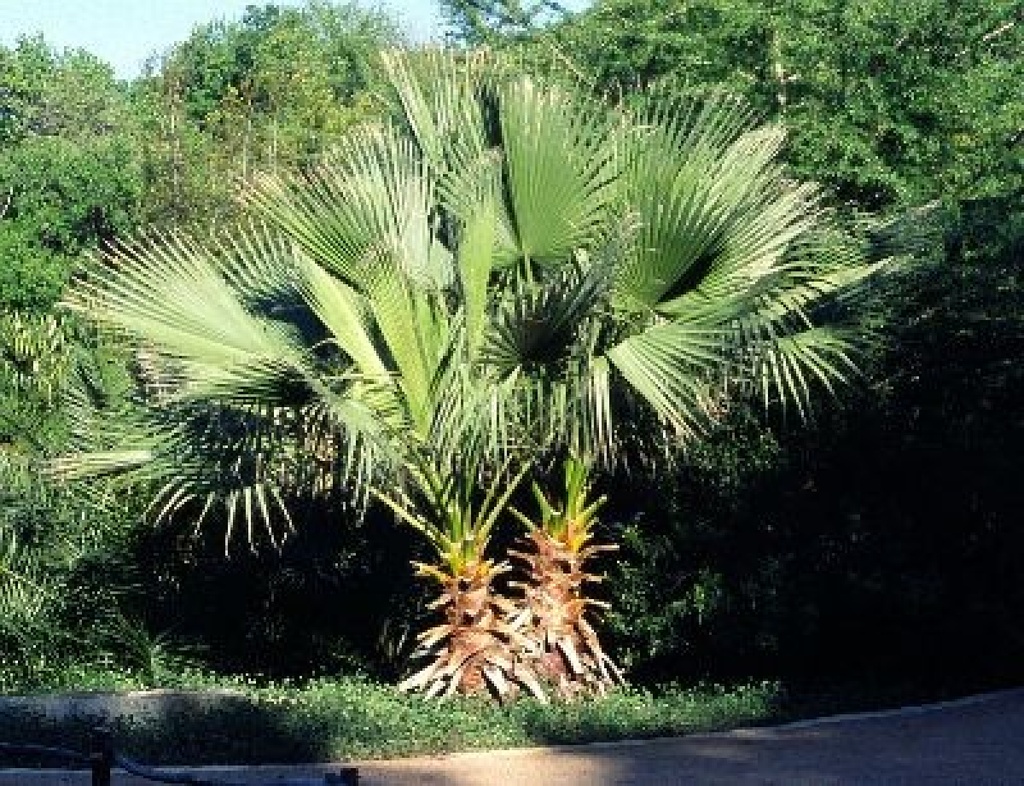 Tropica Washingtonia Palme