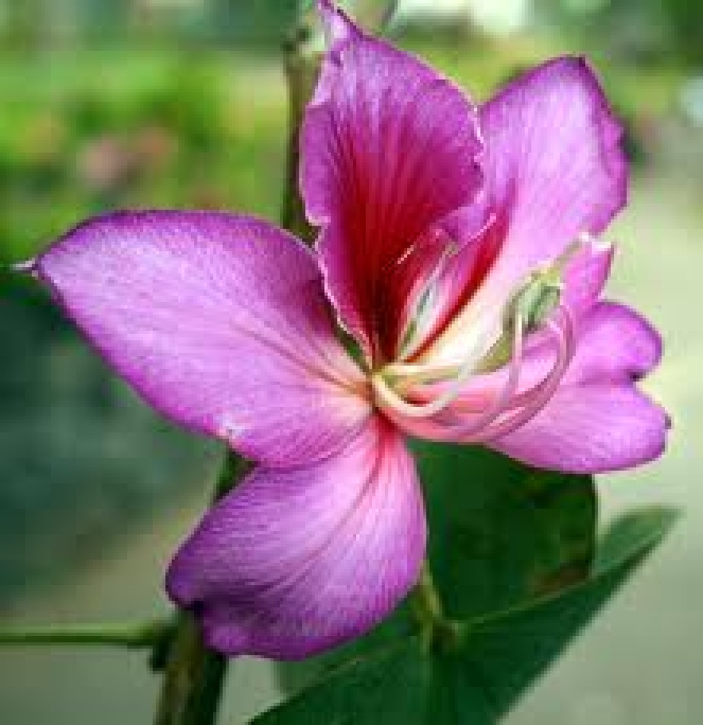 Tropica Orchideen Baum