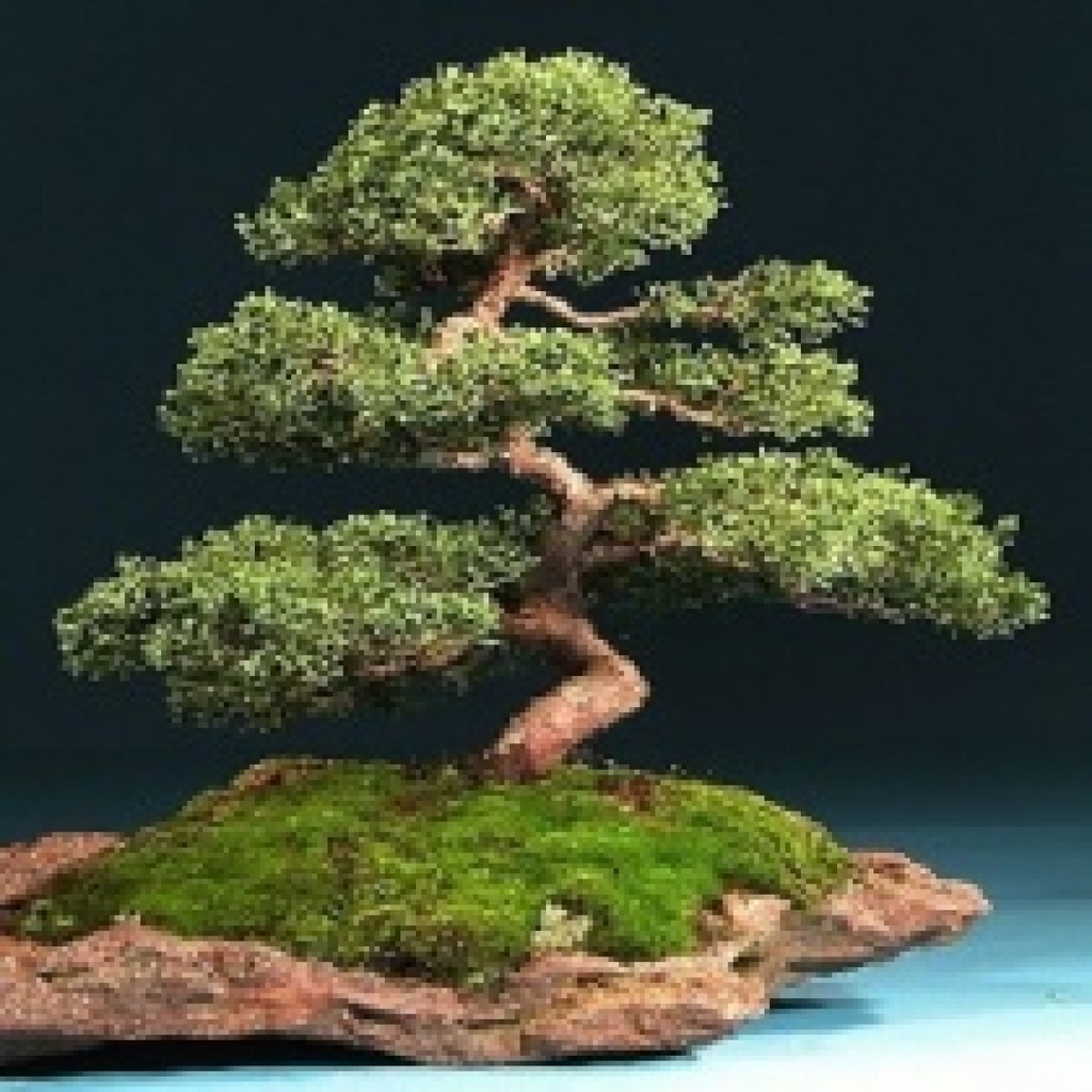 Australischer Kiefer