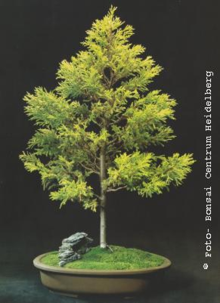 [TP-GOLDZYP] Amerikanische Goldzypresse