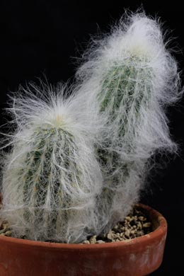 Tropica Alter Mann der Anden Oreocereus Celsianius Winterhart