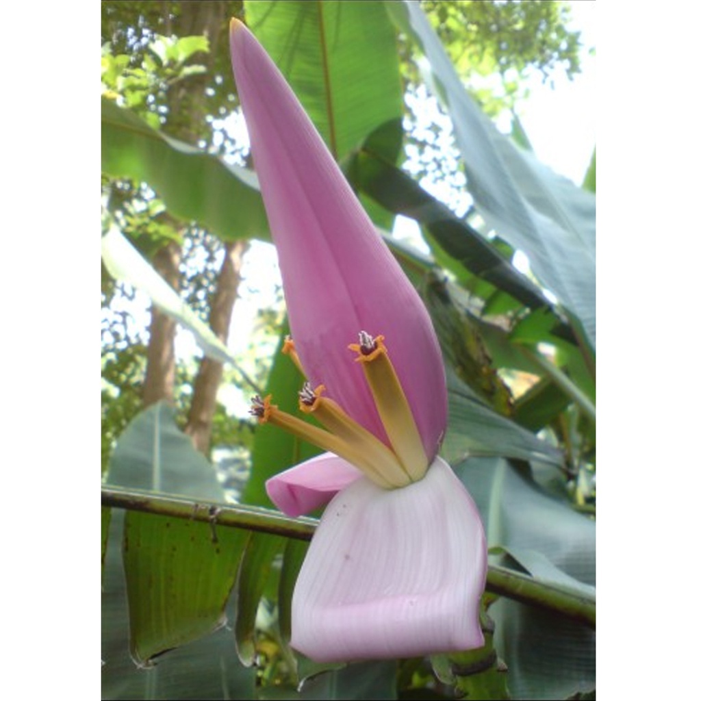 [TP-12344] Tropica Kenia Banane Musa Velutina