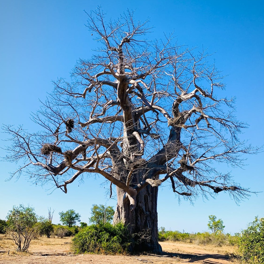 [TP-12302] Tropica Affenbrotbaum Adansonia Digitata