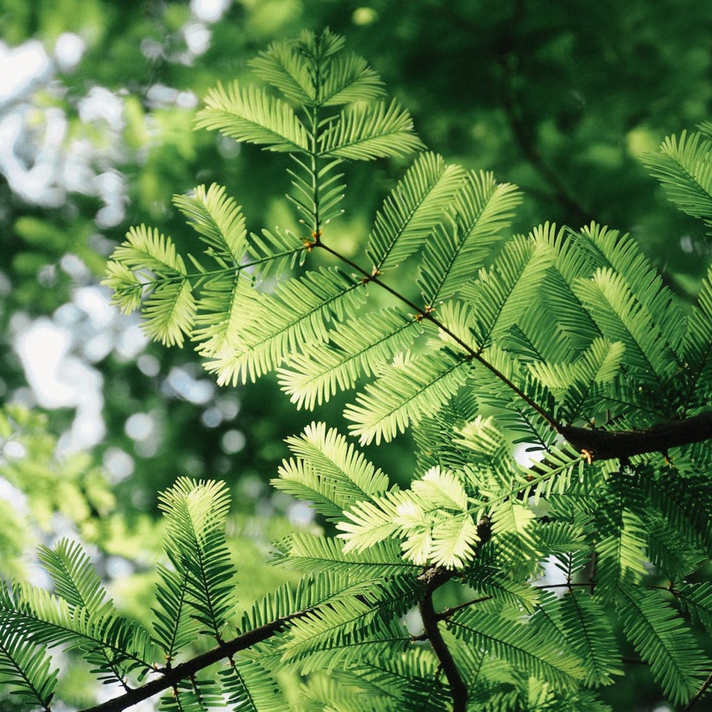 [TP-12912] Tropica Urwelt Mammutbaum (Metasequoia Glyptostroboides)
