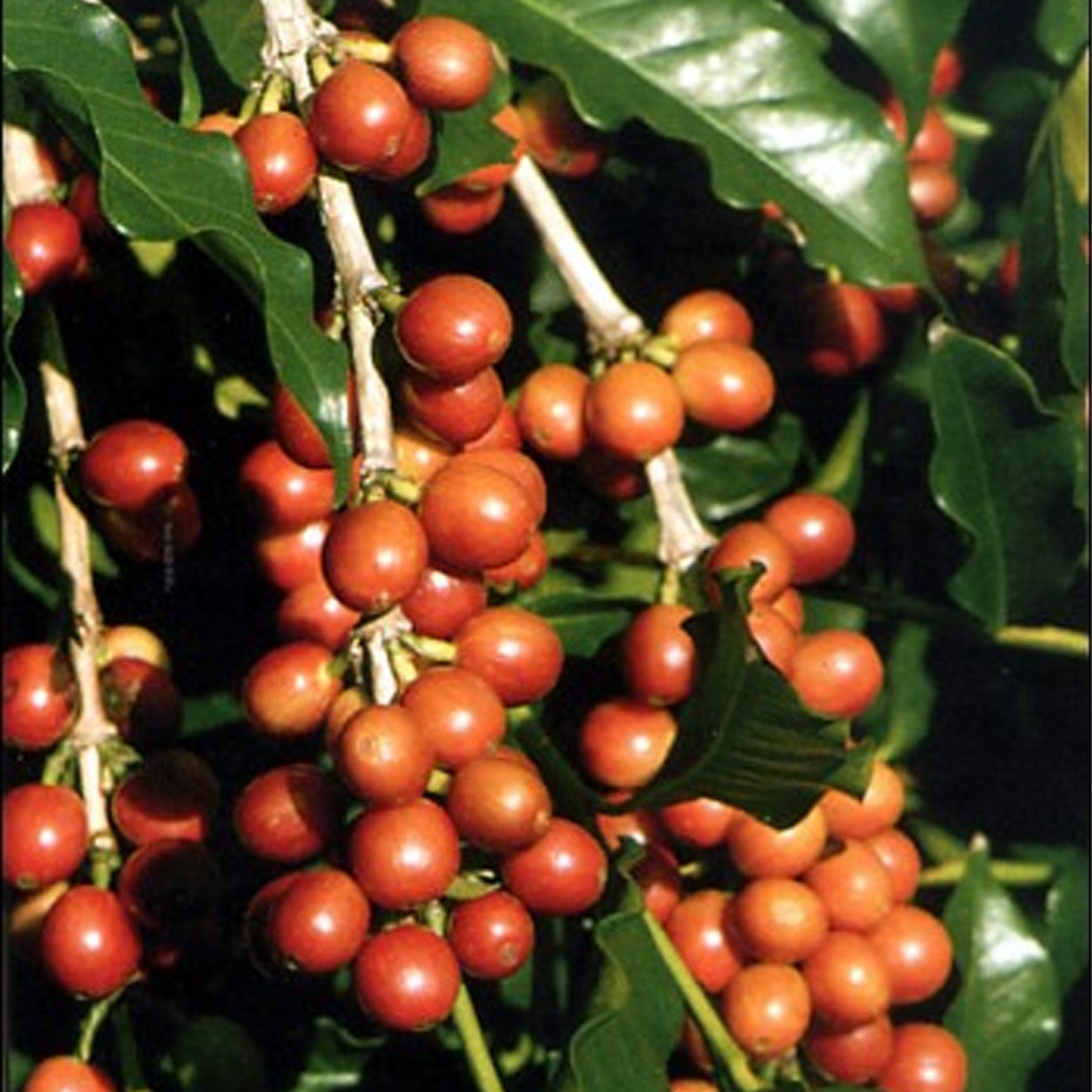 [TP-12330] Tropica Zwergkaffee Strauch (Coffea Arabica Nana)/ Samen