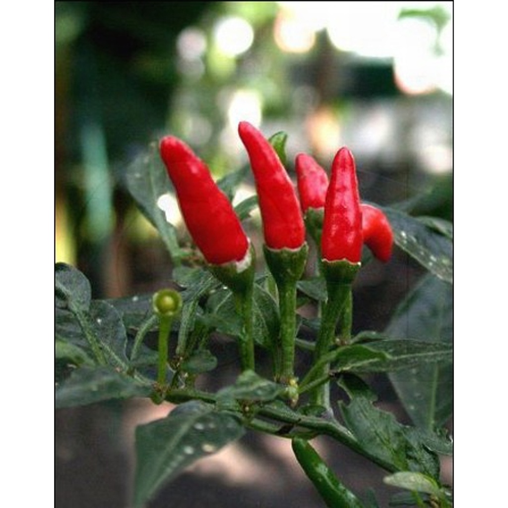 [TP-17507] Chillipepper (Capsicum Frutescens L. "Red Finger")