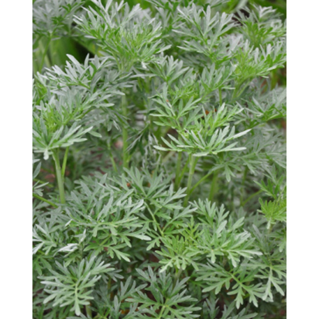 [TP-17536] Absinth - Wermut (Artemisia absinthum)