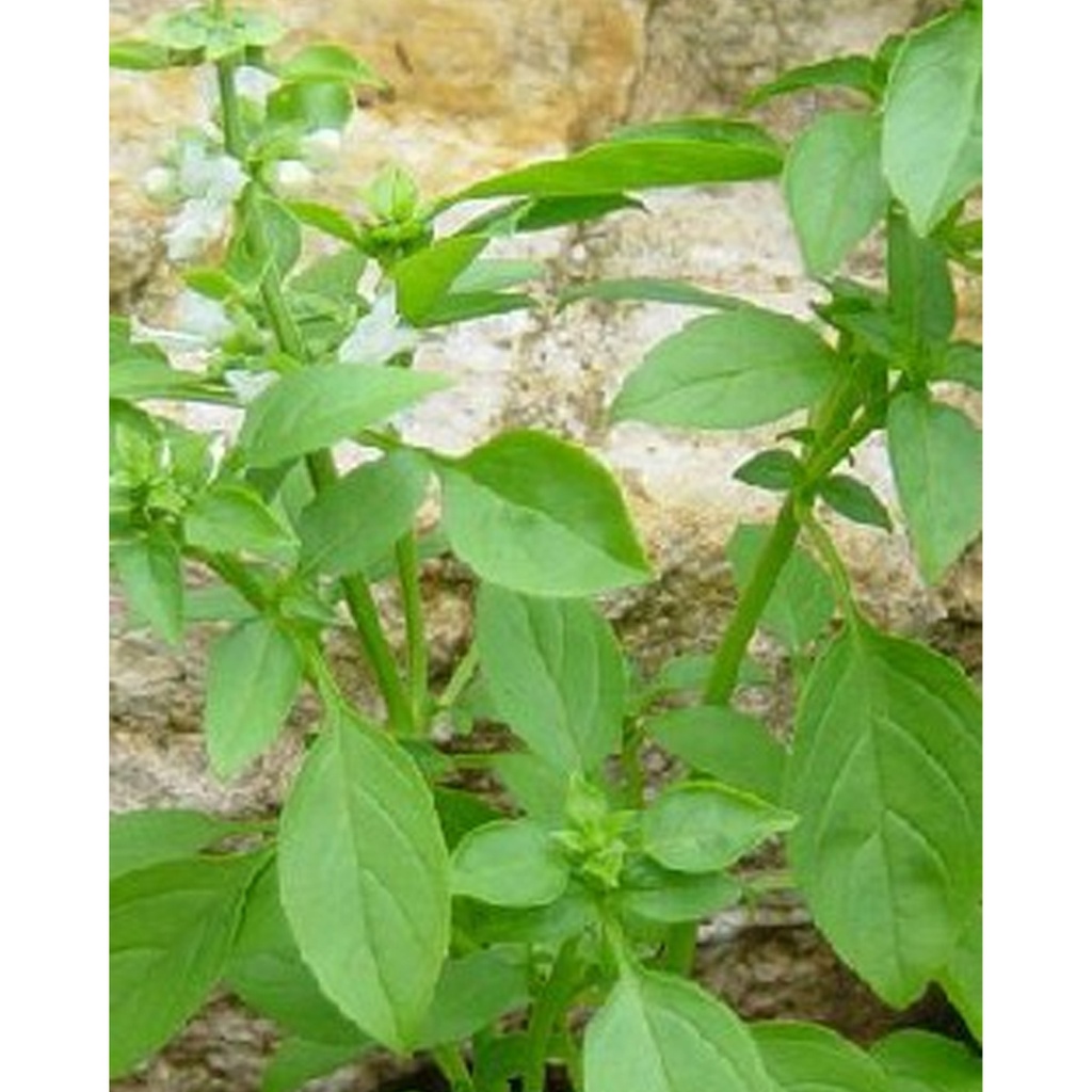 [TP-17524] Zitronen - Basilikum (Ocimum Citriodorum "Sweet Lemon")