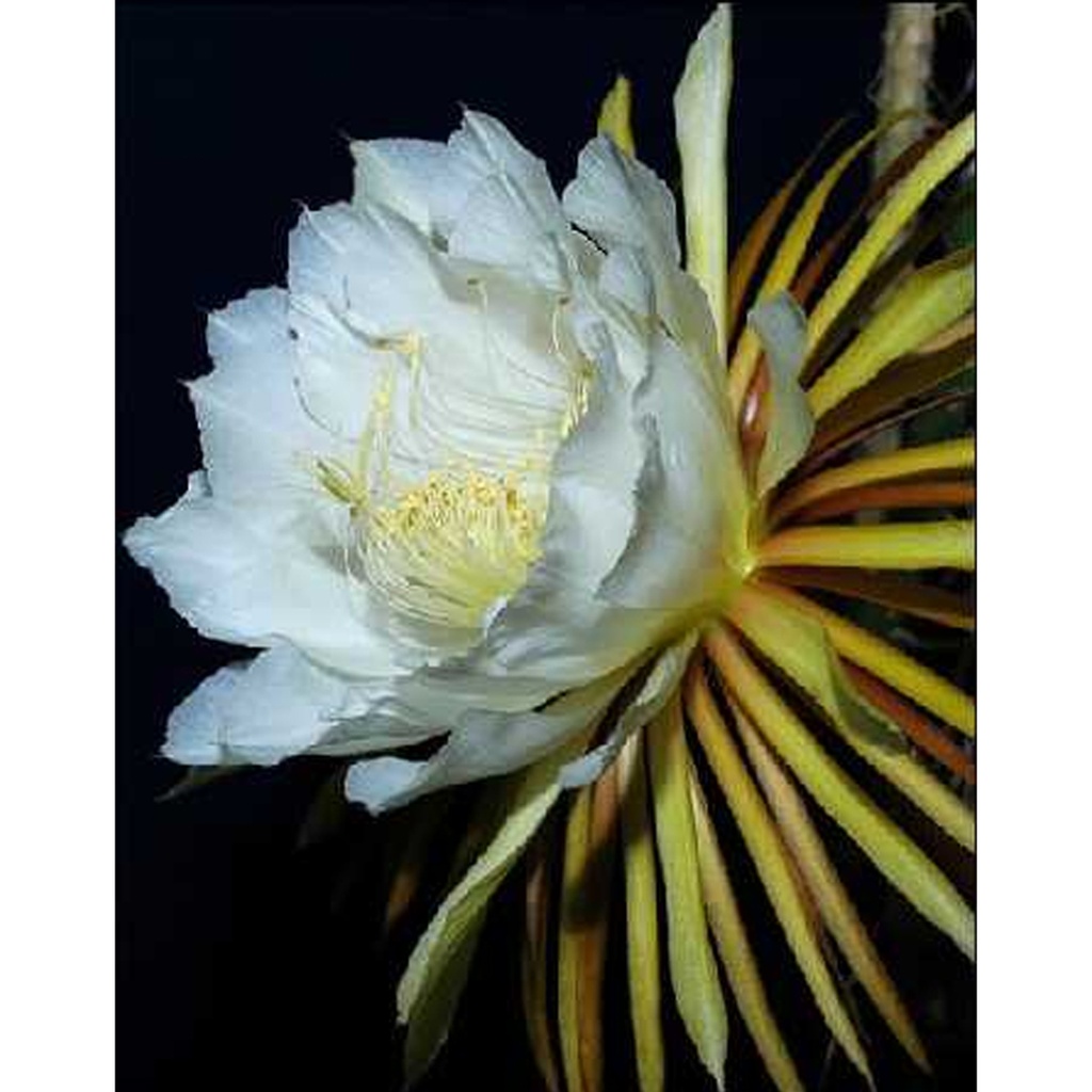[TP-19412] Tropica Königin der Nacht (Selinecerus Grandiflorus)
