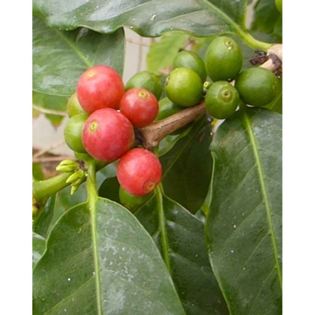 [TP-20029] Tropica Arabica Hochlandkaffee (Coffea Arabica)