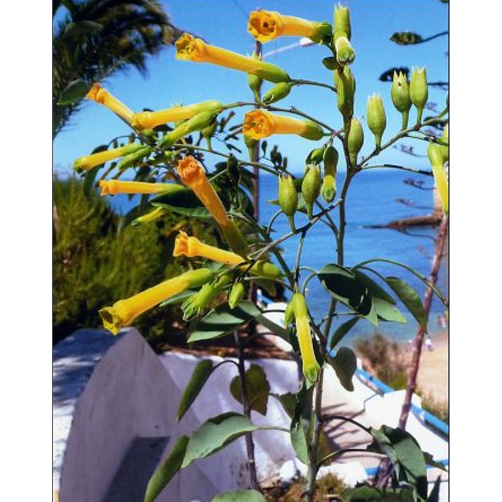 [TP-13012] Tropica Blaugrüner Tabak (Nicotiana glauca)